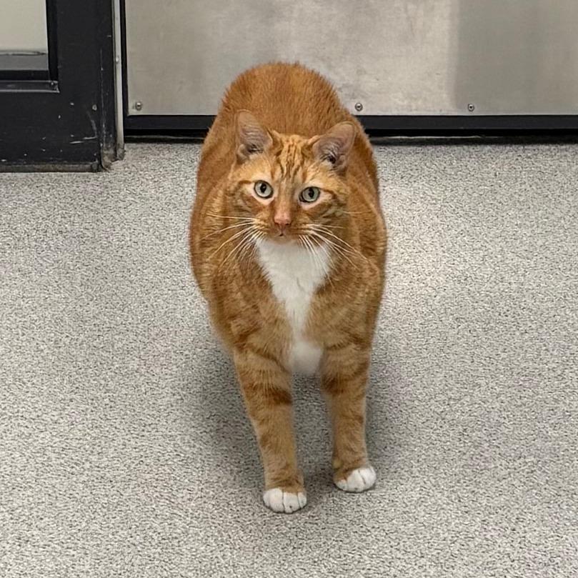 Enlarge Tony, a Adoptable Domestic Short Hair in Naperville, IL image 2/2