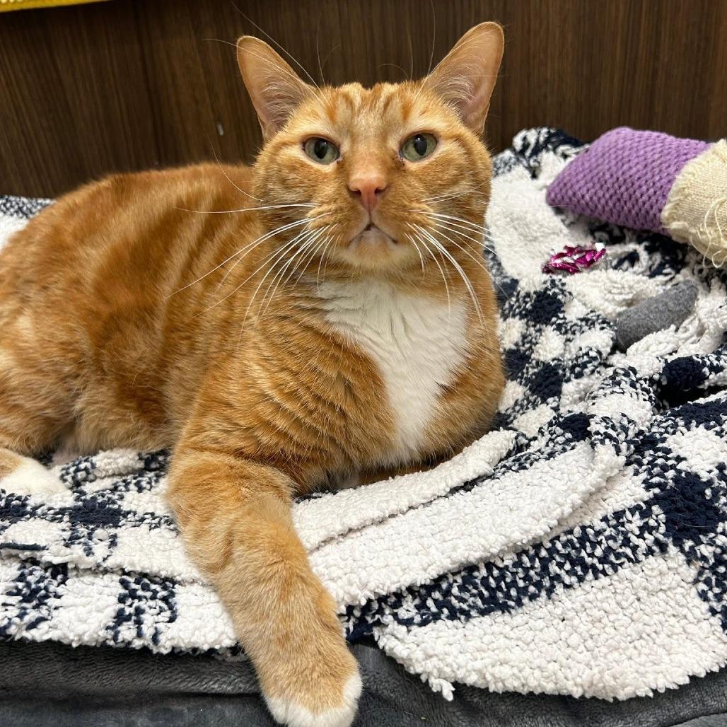 Tony, a Adoptable Domestic Short Hair in Naperville, IL image 5/6