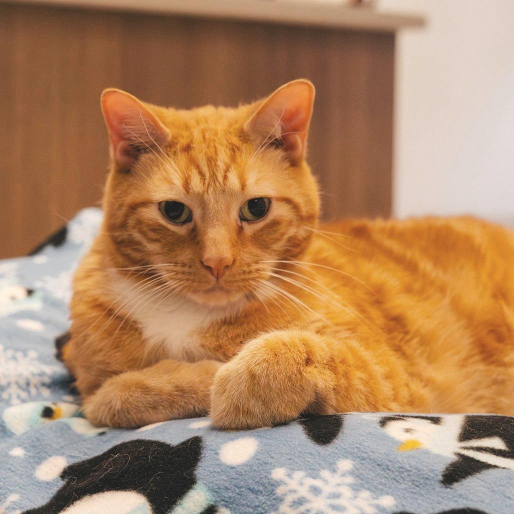 Enlarge Tony, a Adoptable Domestic Short Hair in Naperville, IL image 4/6