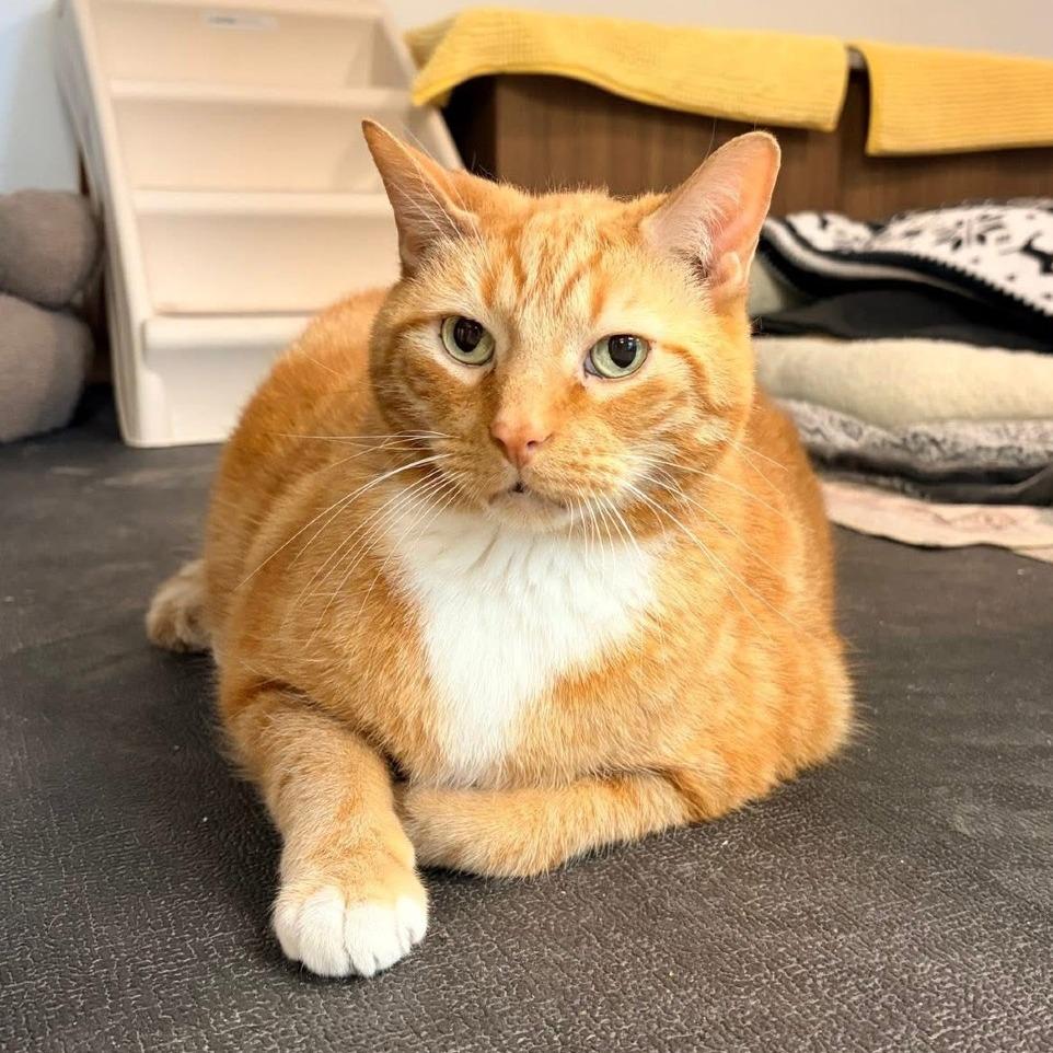 Tony, a Adoptable Domestic Short Hair in Naperville, IL image 5/6