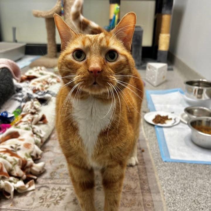 Tony, a Adoptable Domestic Short Hair in Naperville, IL image 6/6