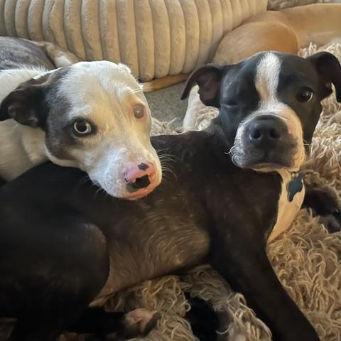 Buzz, an adoption pending Boston Terrier in St. Charles, IL image 3/5
