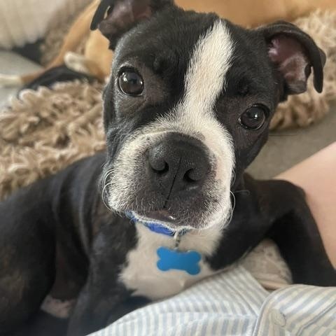 Buzz, an adoption pending Boston Terrier in St. Charles, IL image 1/5