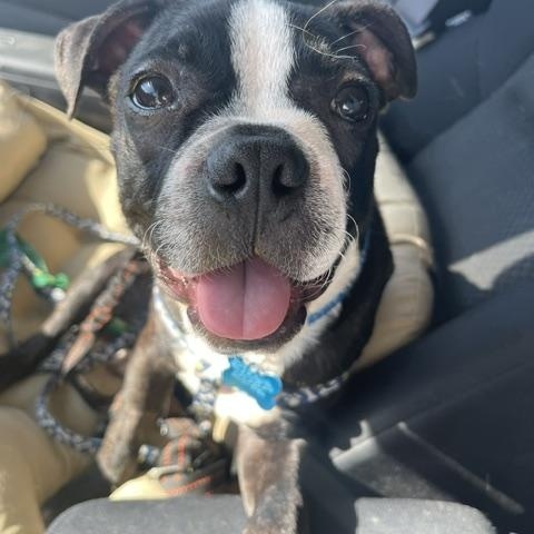 Buzz, an adoption pending Boston Terrier in St. Charles, IL image 5/5