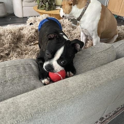 Buzz, an adoption pending Boston Terrier in St. Charles, IL image 2/5