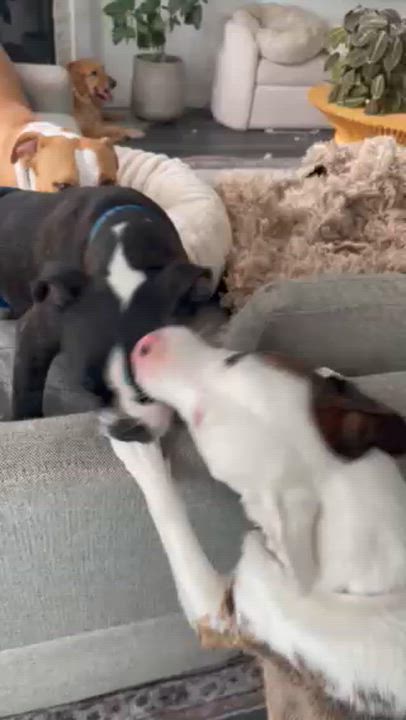 Enlarge Buzz, an adoption pending Boston Terrier in St. Charles, IL video 4/5