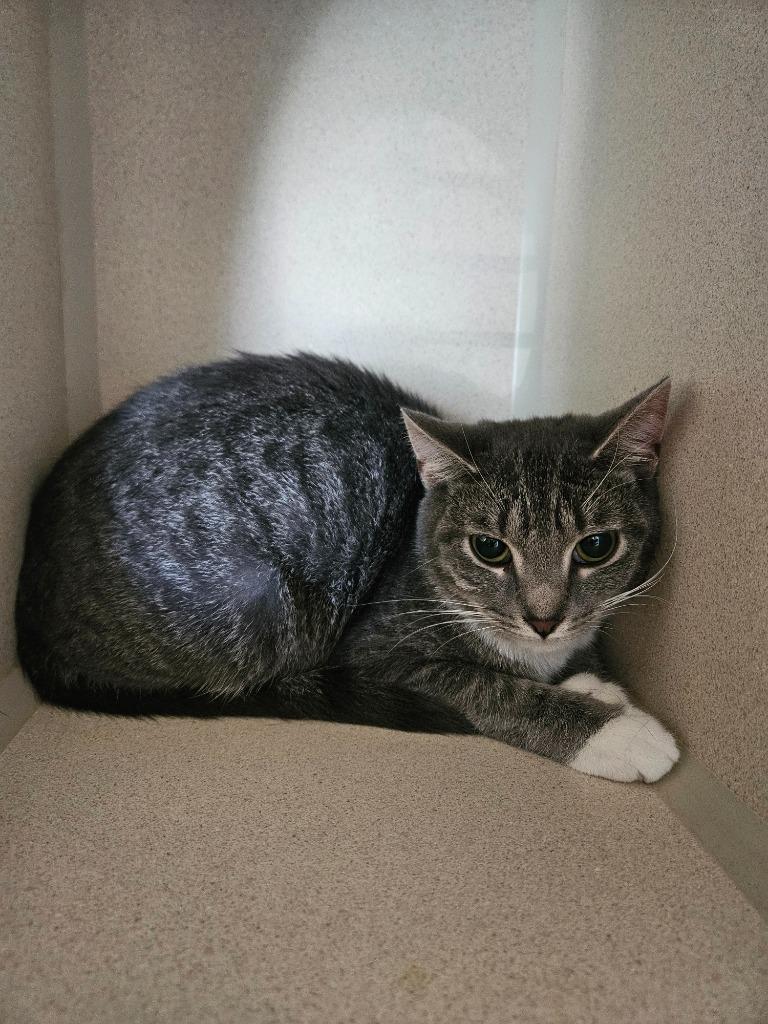 Precious, Adoptable, Kitten Female Domestic Short Hair.