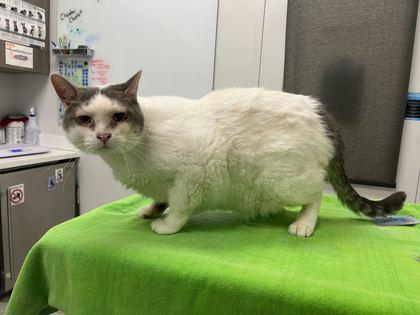 Enlarge Lava Drop, a Adoptable mixed breed in Kansas City, MO image 1/1
