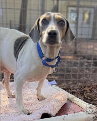 Enlarge Hera, a ADOPTABLE mixed breed in Pawleys Island, SC image 1/2