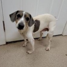 Enlarge Hera, a ADOPTABLE mixed breed in Pawleys Island, SC image 2/2