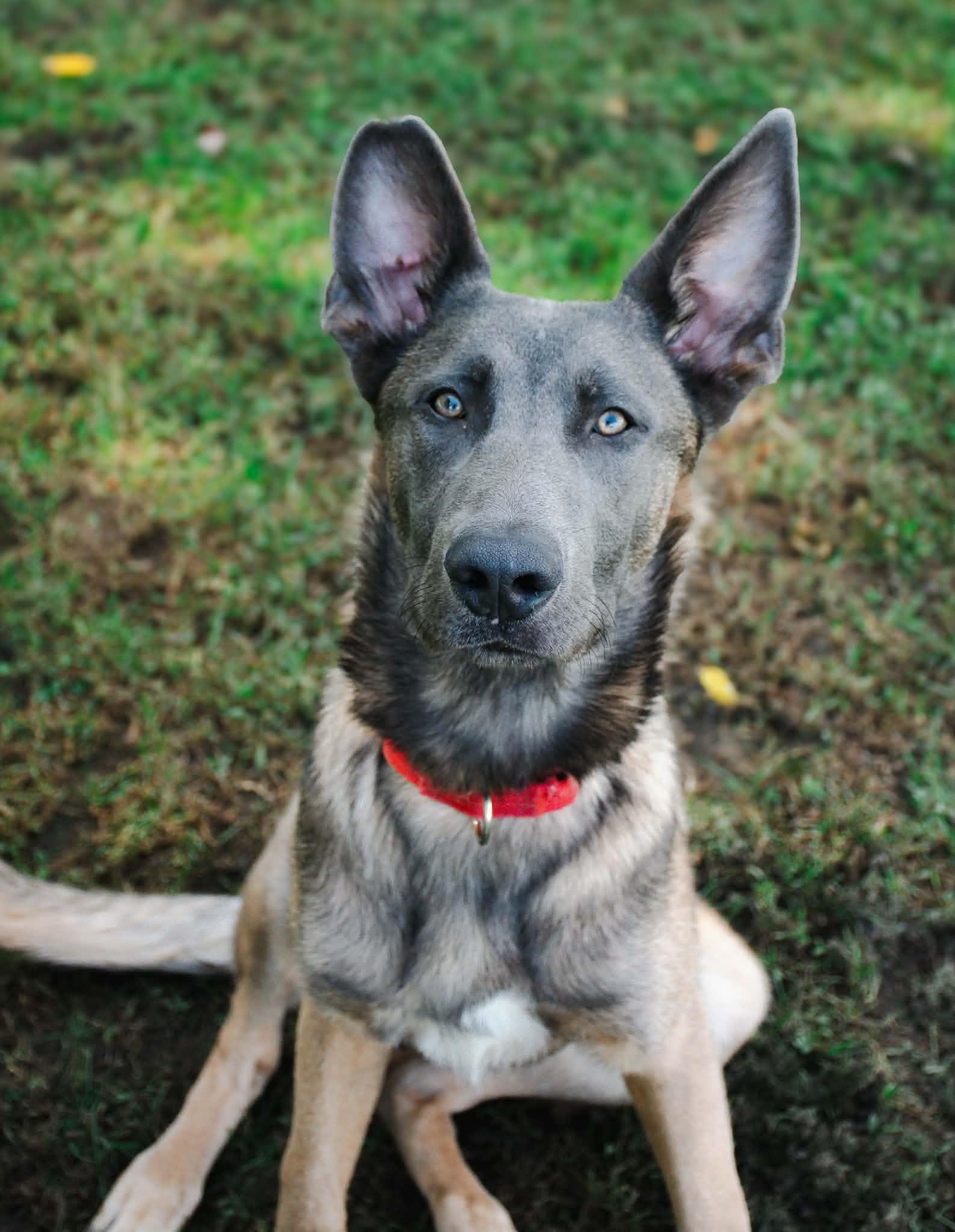 Enzo, Adoptable, Young Male Belgian Shepherd / Malinois.