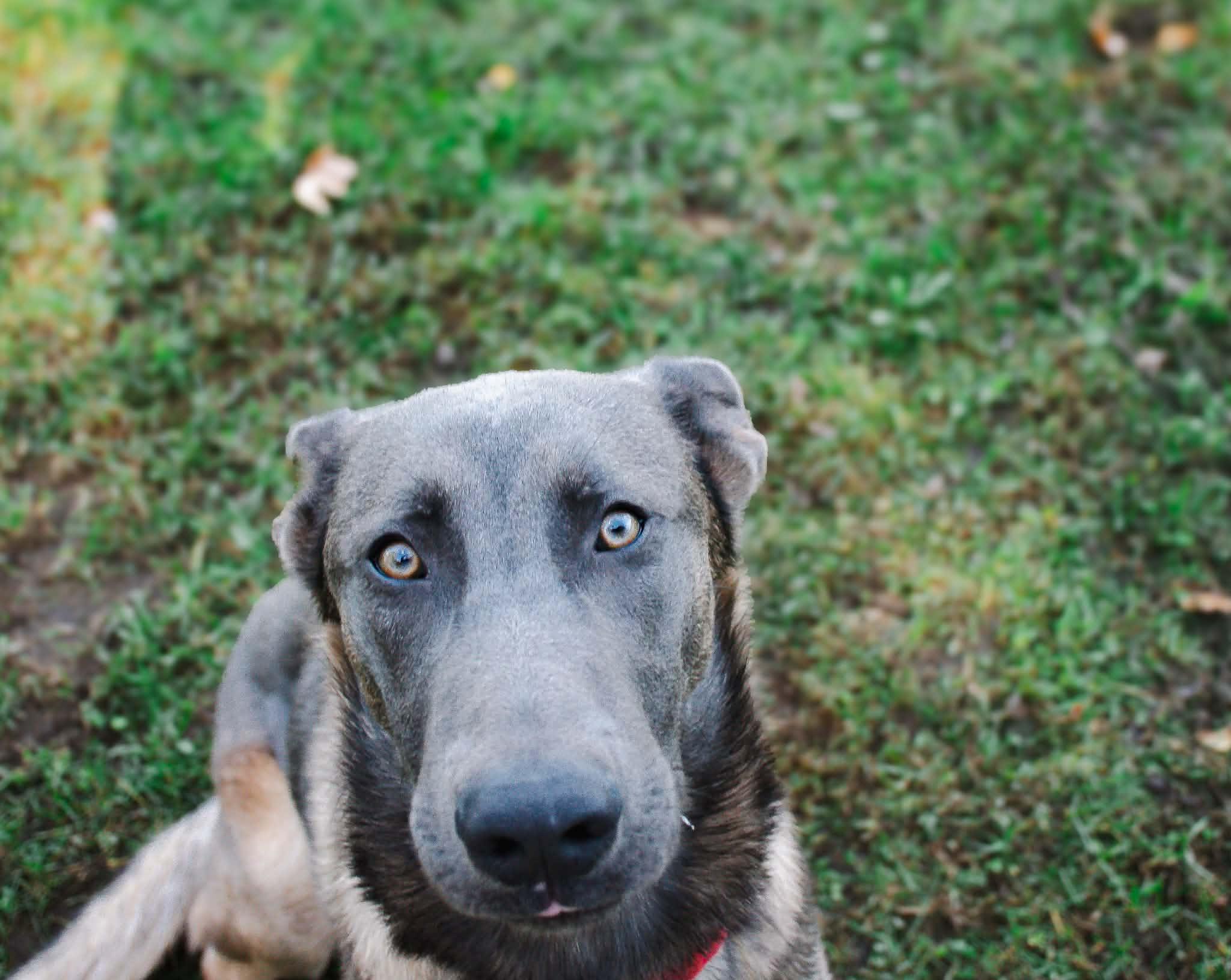Enlarge Enzo, a Adoptable Belgian Shepherd / Malinois in Belleville, MI image 4/6