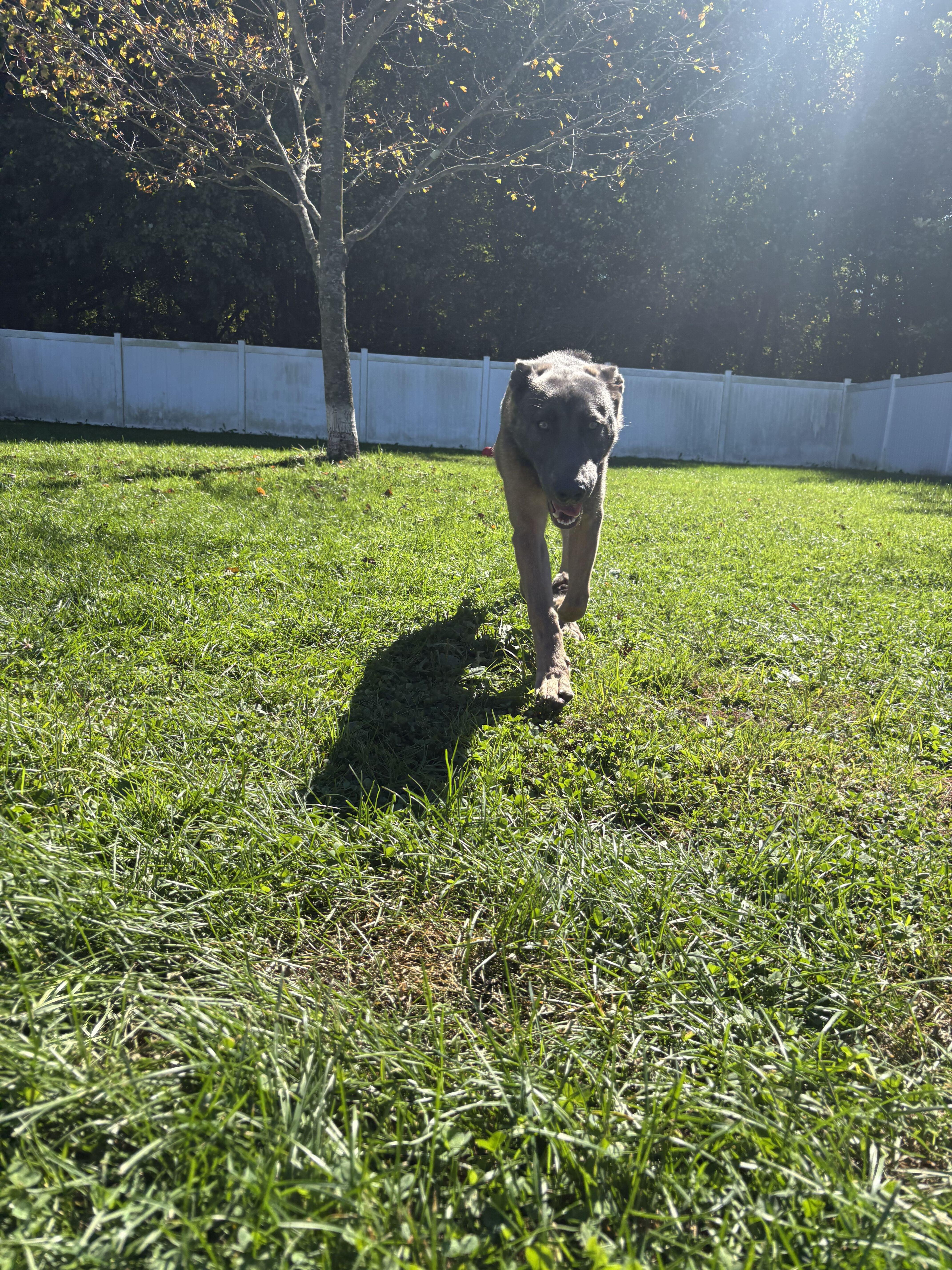 Enlarge Enzo, a Adoptable Belgian Shepherd / Malinois in Belleville, MI image 5/6