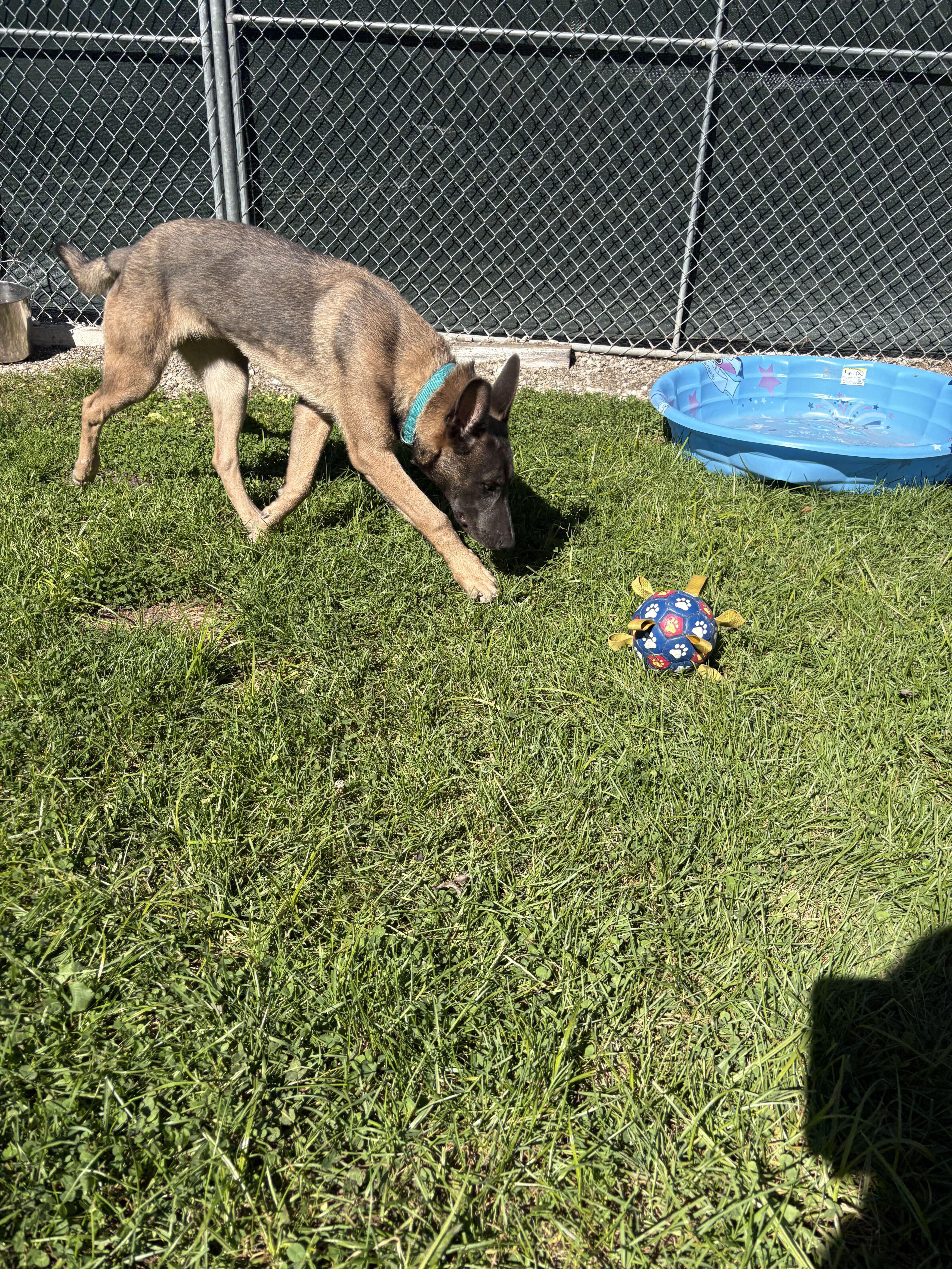 Enlarge Enzo, a Adoptable Belgian Shepherd / Malinois in Belleville, MI image 6/6