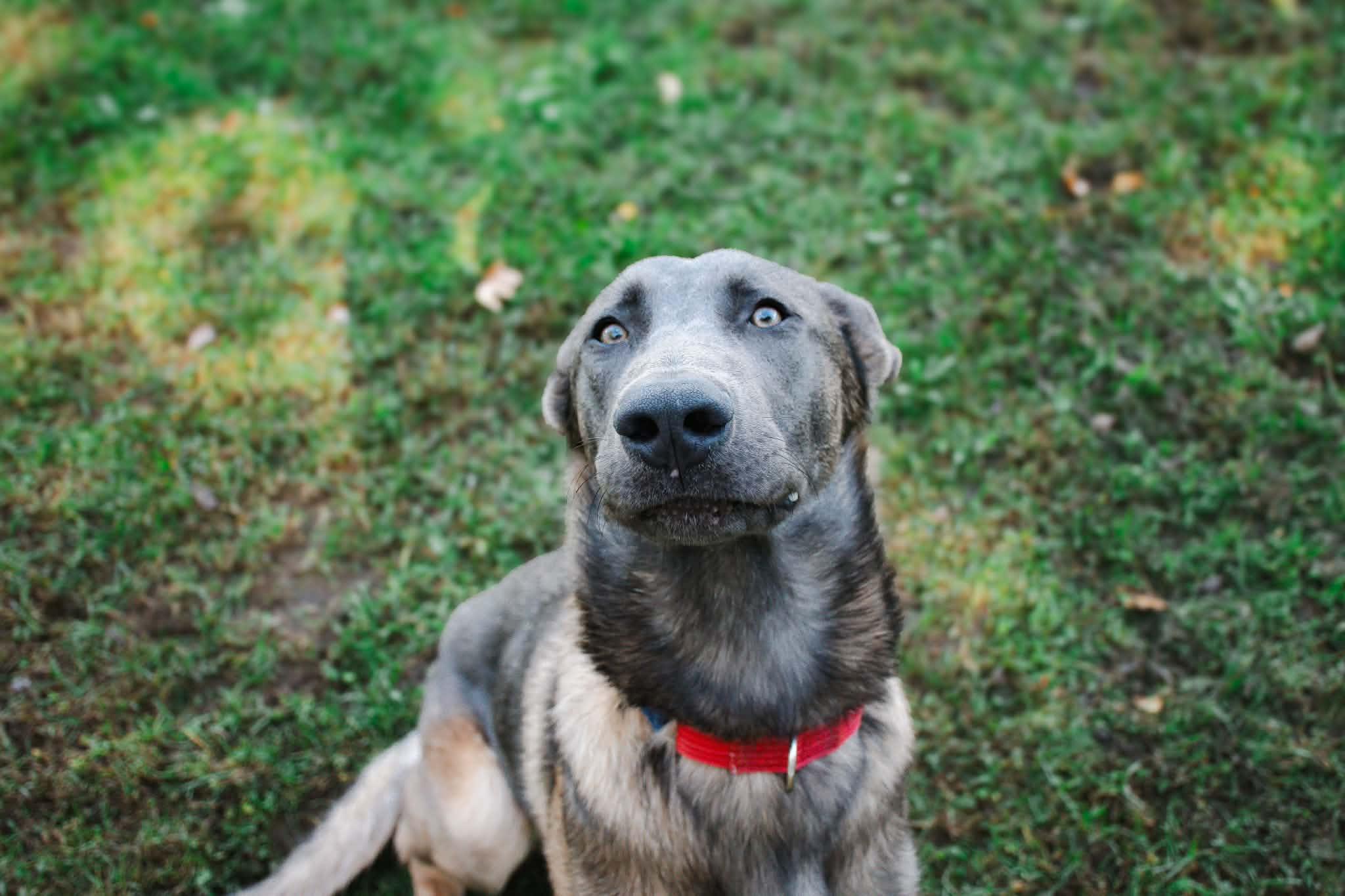 Enlarge Enzo, a Adoptable Belgian Shepherd / Malinois in Belleville, MI image 2/6