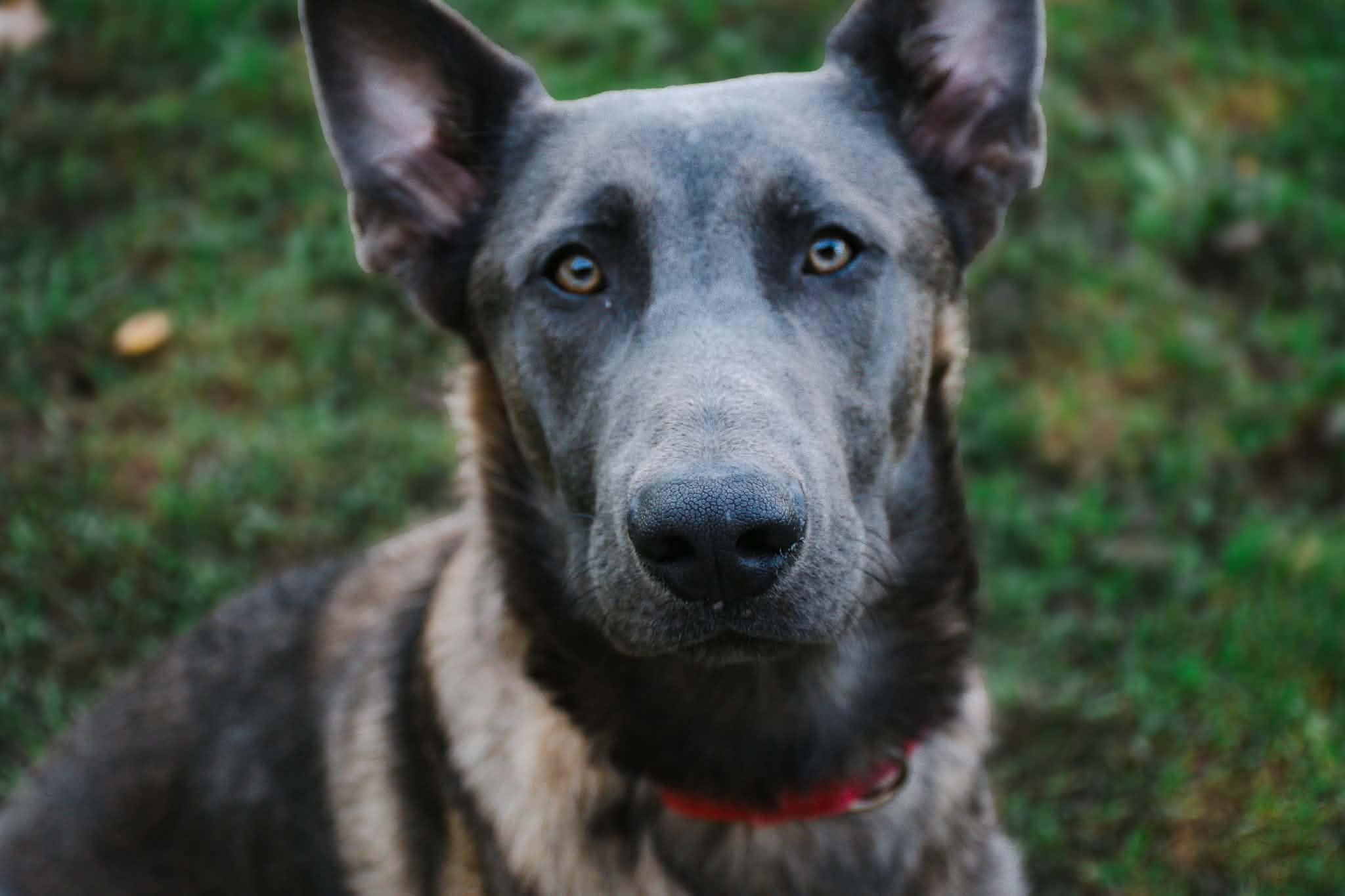 Enlarge Enzo, a Adoptable Belgian Shepherd / Malinois in Belleville, MI image 3/6