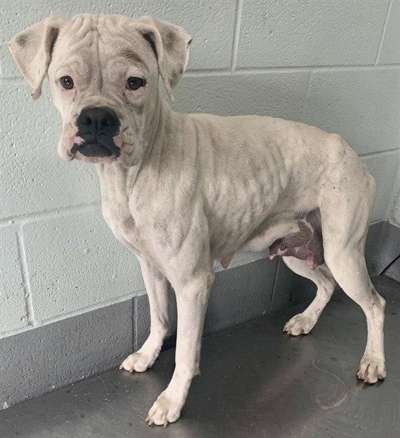 Olive, a Adoptable Boxer in Monticello, NY image 2/3