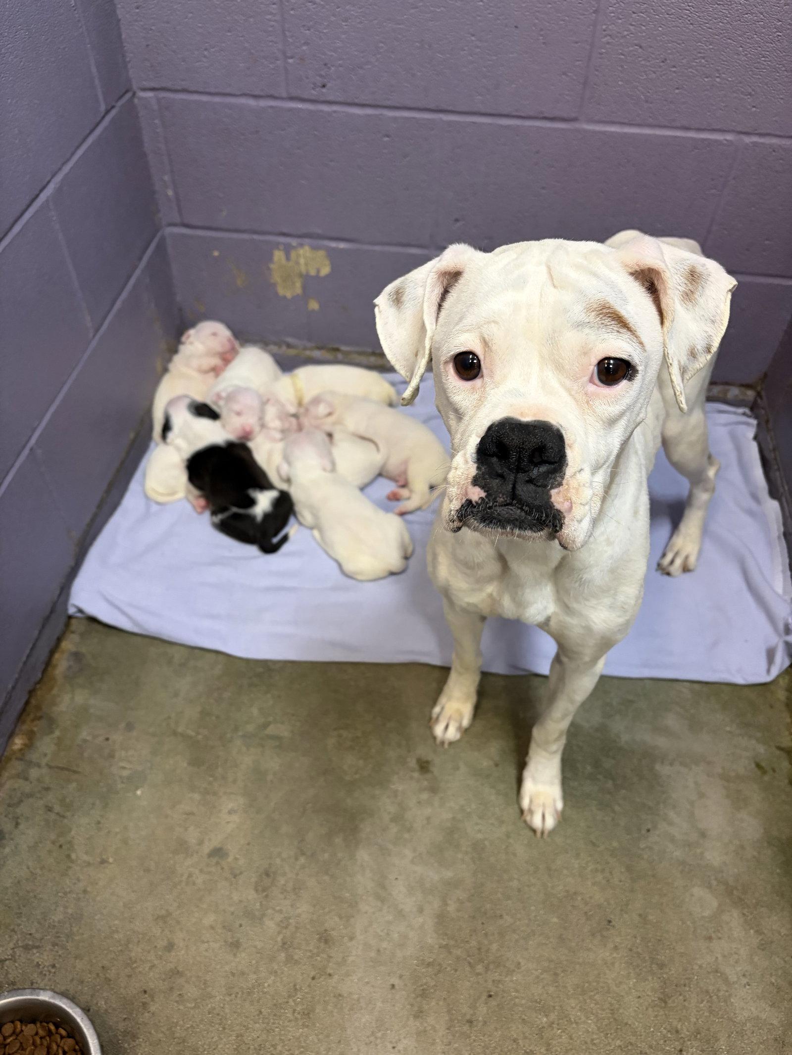 Olive, a Adoptable Boxer in Monticello, NY image 3/3