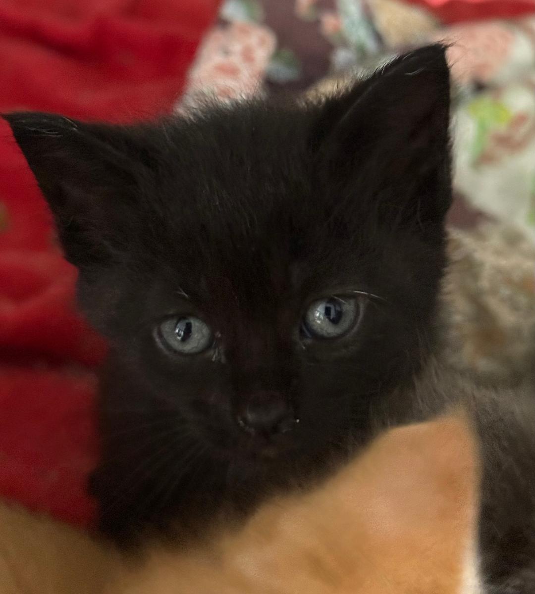 OLIVE, Baby Female Domestic Short Hair