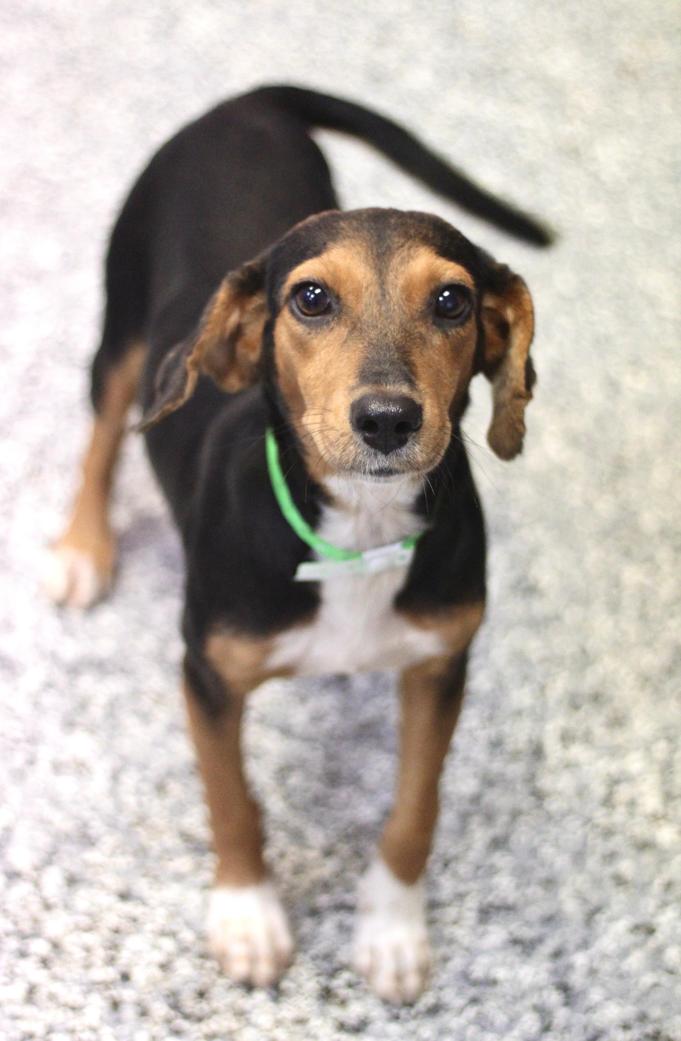Cabaret in NH! Come Meet our Adoptable Dogs Wednesday-Saturday. More info in Bio!