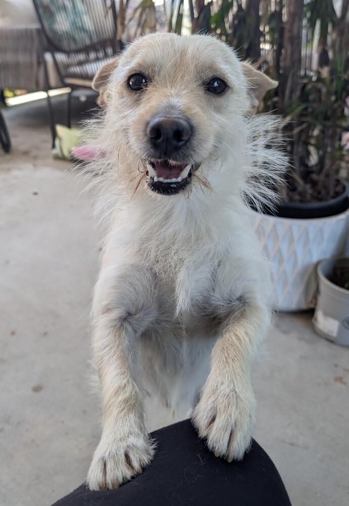 Sean, Adoptable, Adult Male Cairn Terrier.