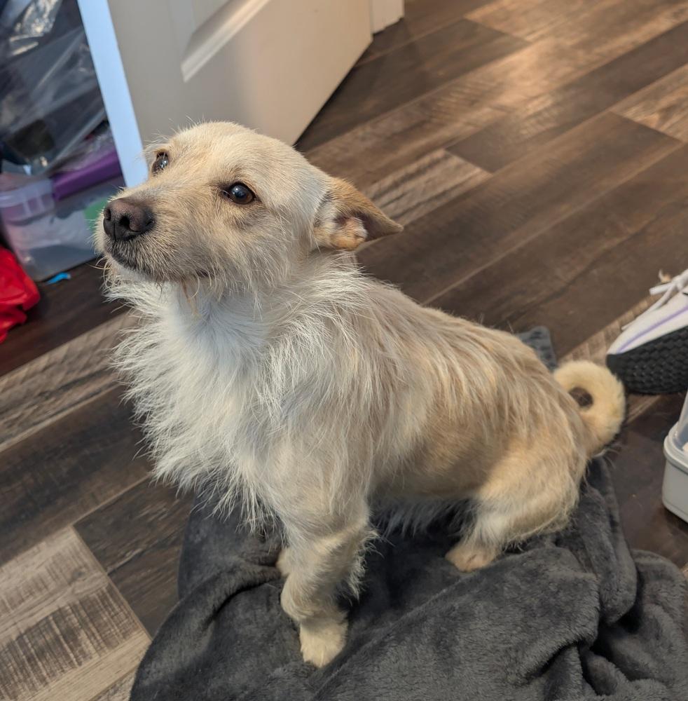 Enlarge Sean, a Adoptable mixed breed in Roseville, CA image 2/3