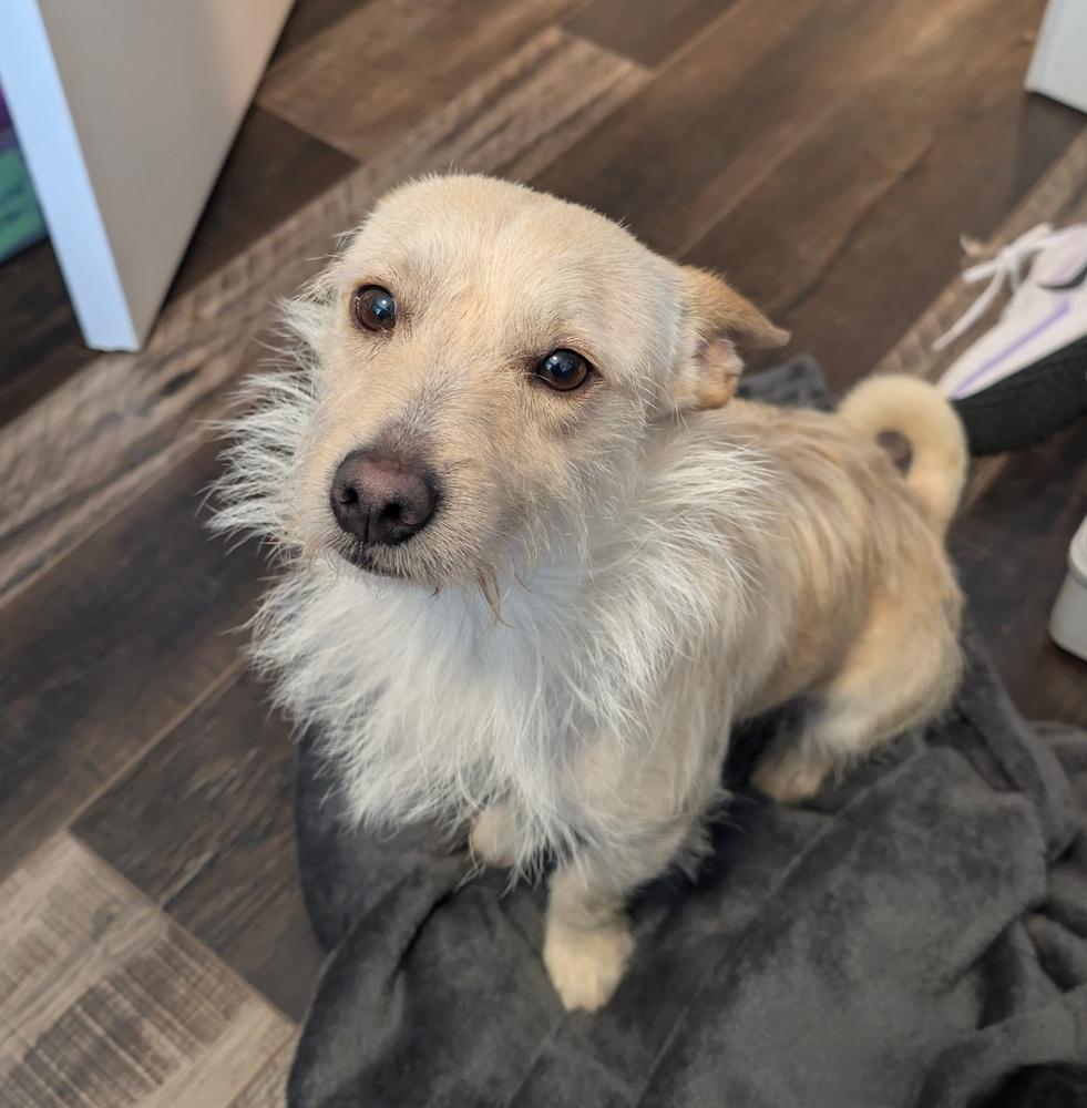 Enlarge Sean, a Adoptable mixed breed in Roseville, CA image 3/3