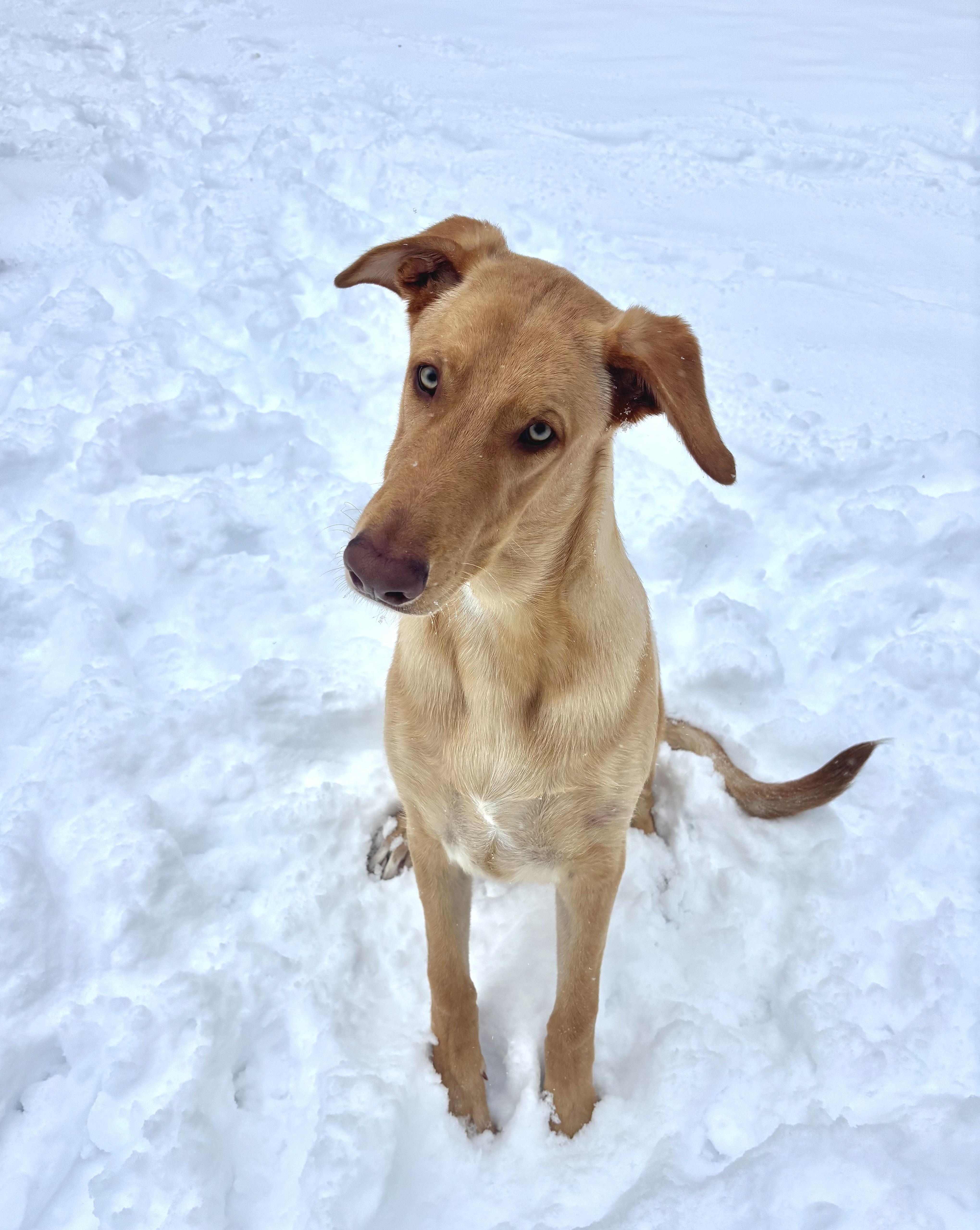 Enlarge Fredo, a ADOPTABLE mixed breed in Amissville, VA image 1/3