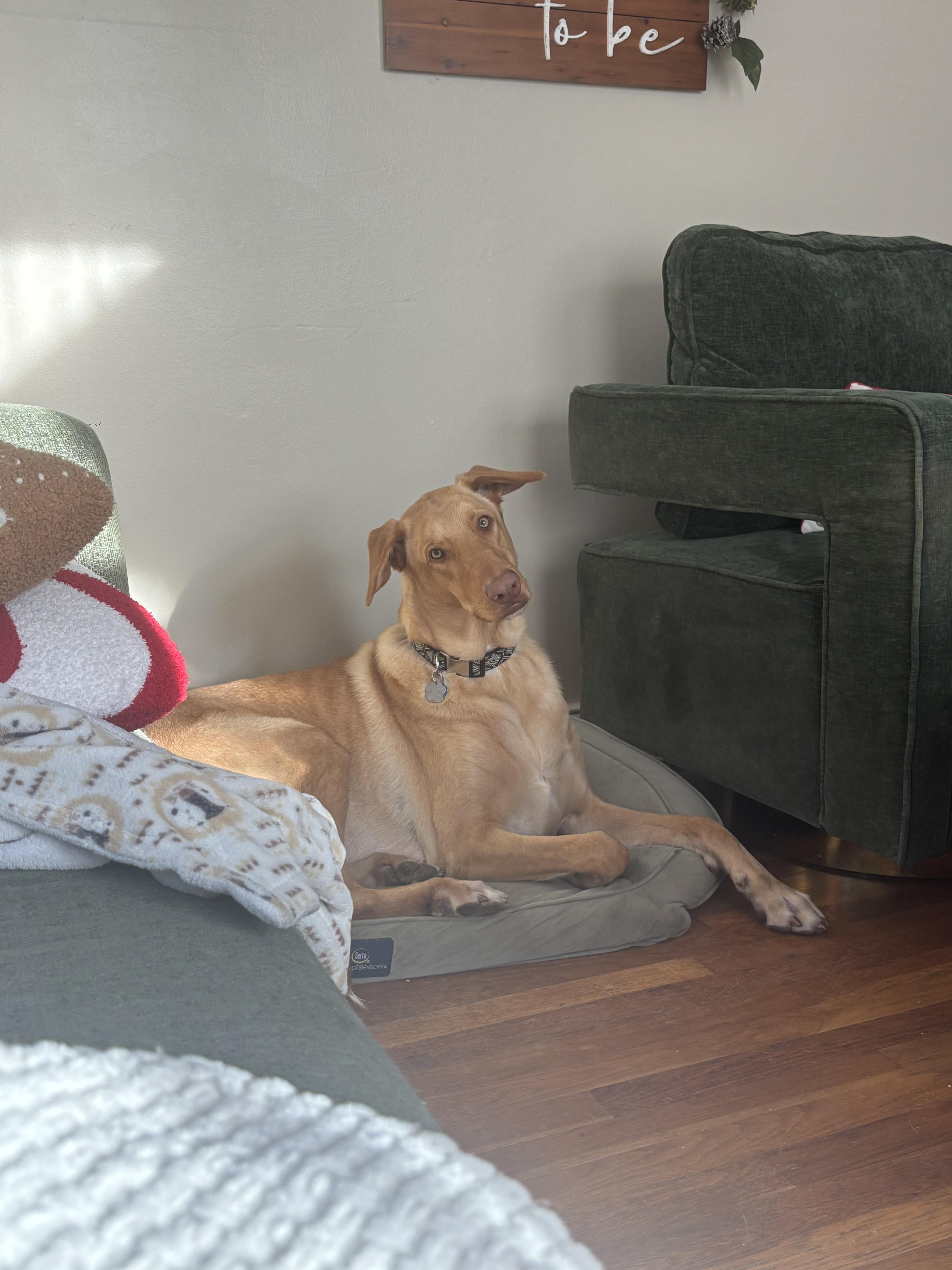 Enlarge Fredo, a ADOPTABLE mixed breed in Amissville, VA image 3/3