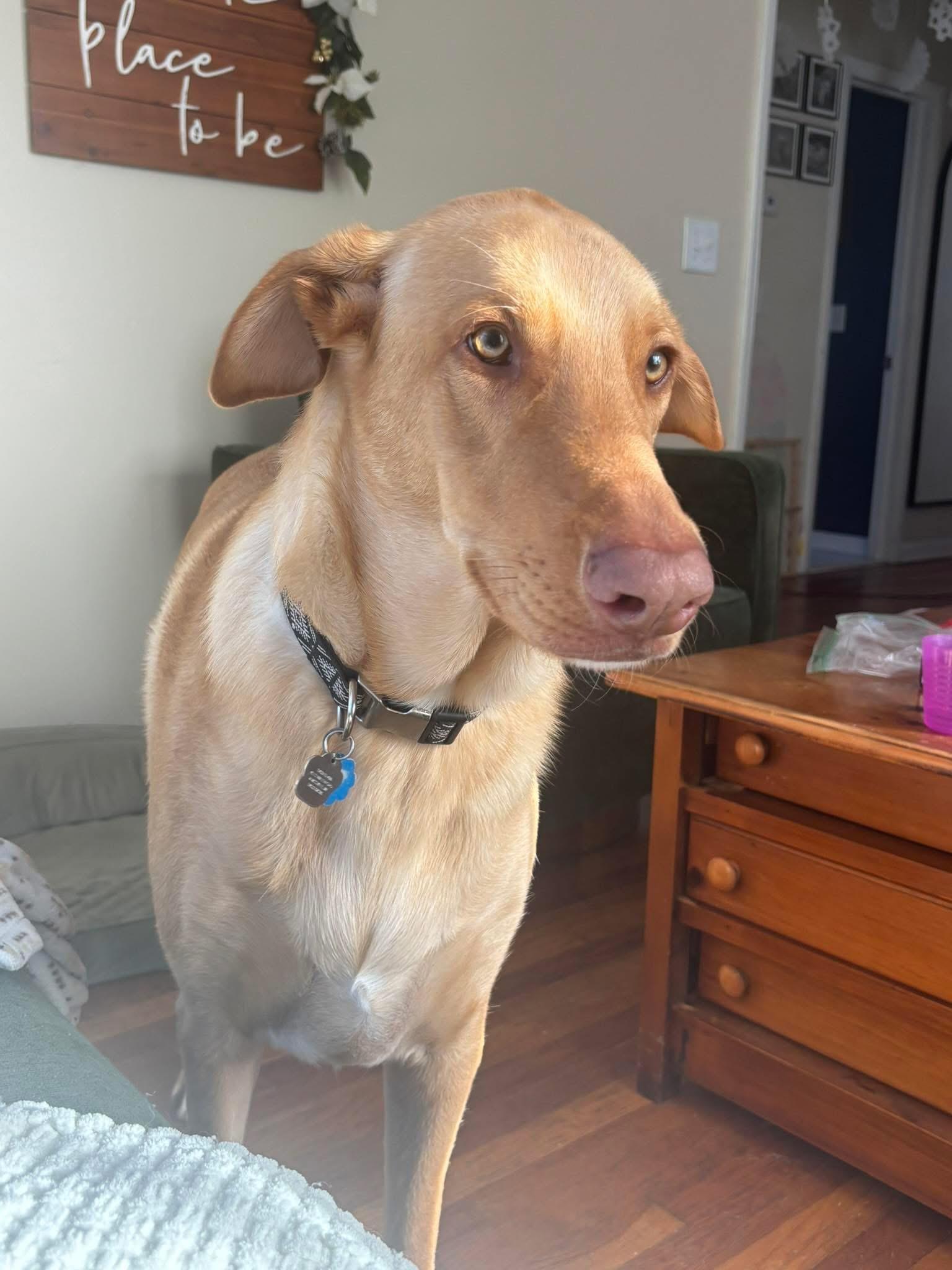 Enlarge Fredo, a ADOPTABLE mixed breed in Amissville, VA image 2/3