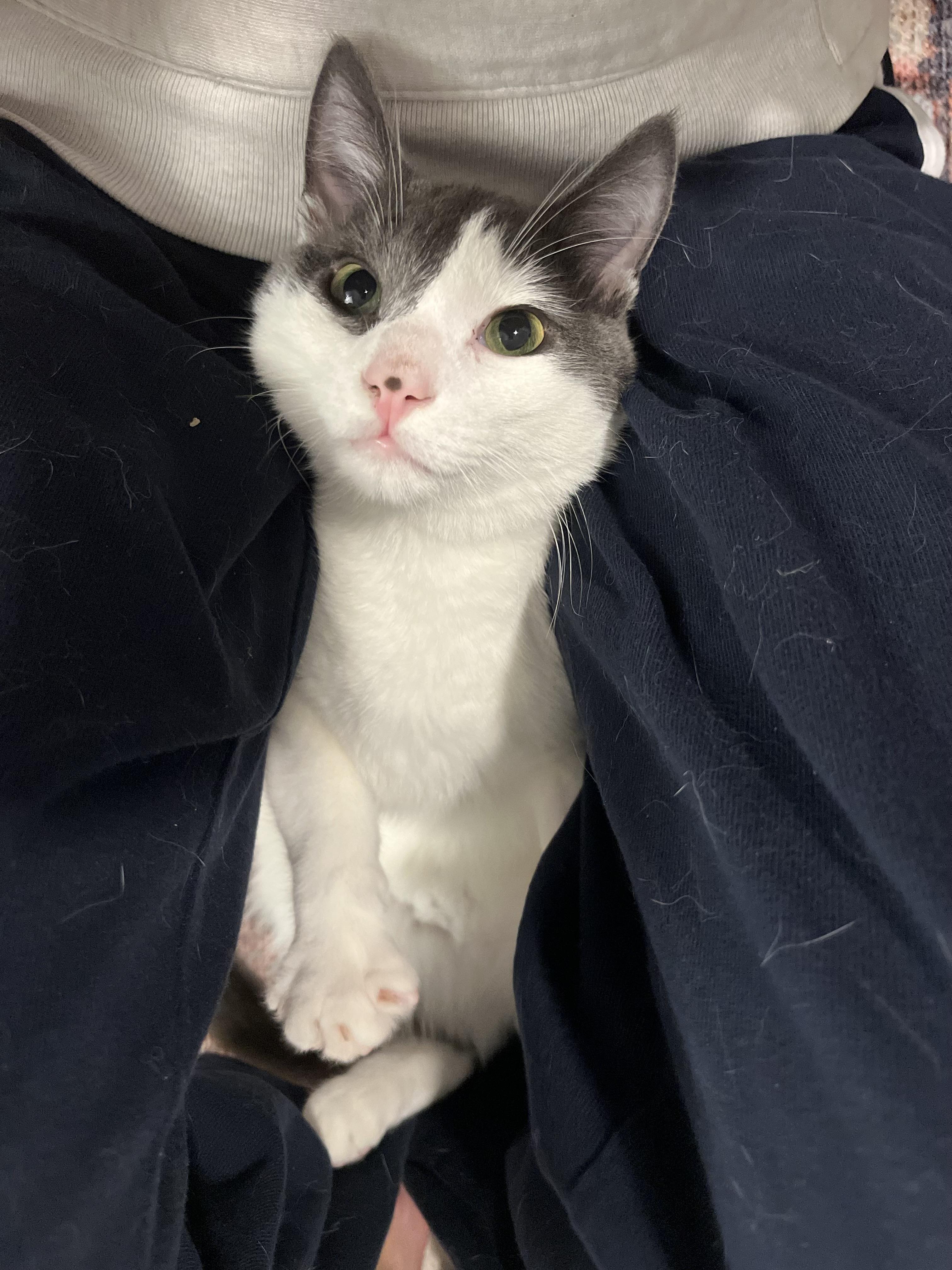 Sparrow — thumbnail 2