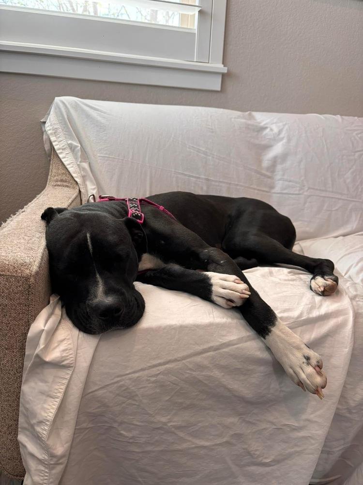 Enlarge Tigger, a Adoptable mixed breed in Denver, CO image 1/5