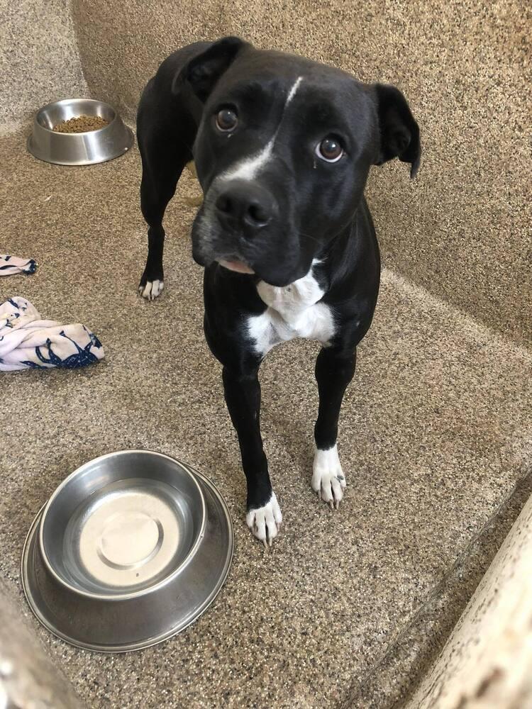 Enlarge Tigger, a Adoptable mixed breed in Denver, CO image 2/5