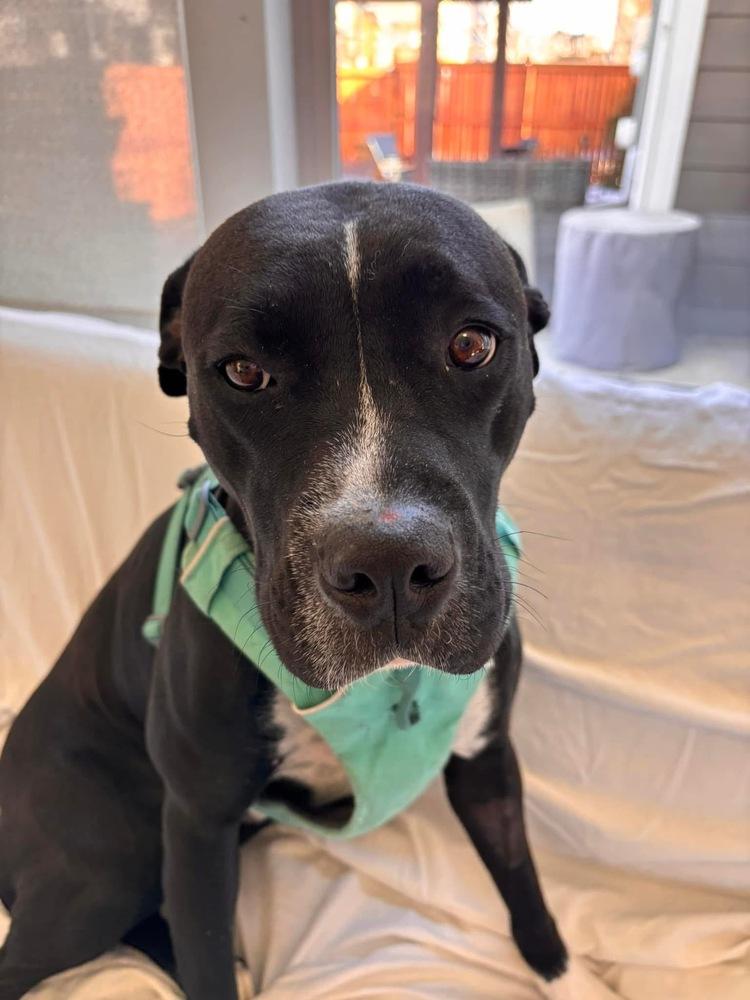 Enlarge Tigger, a Adoptable mixed breed in Denver, CO image 3/5