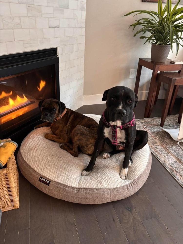 Enlarge Tigger, a Adoptable mixed breed in Denver, CO image 4/5