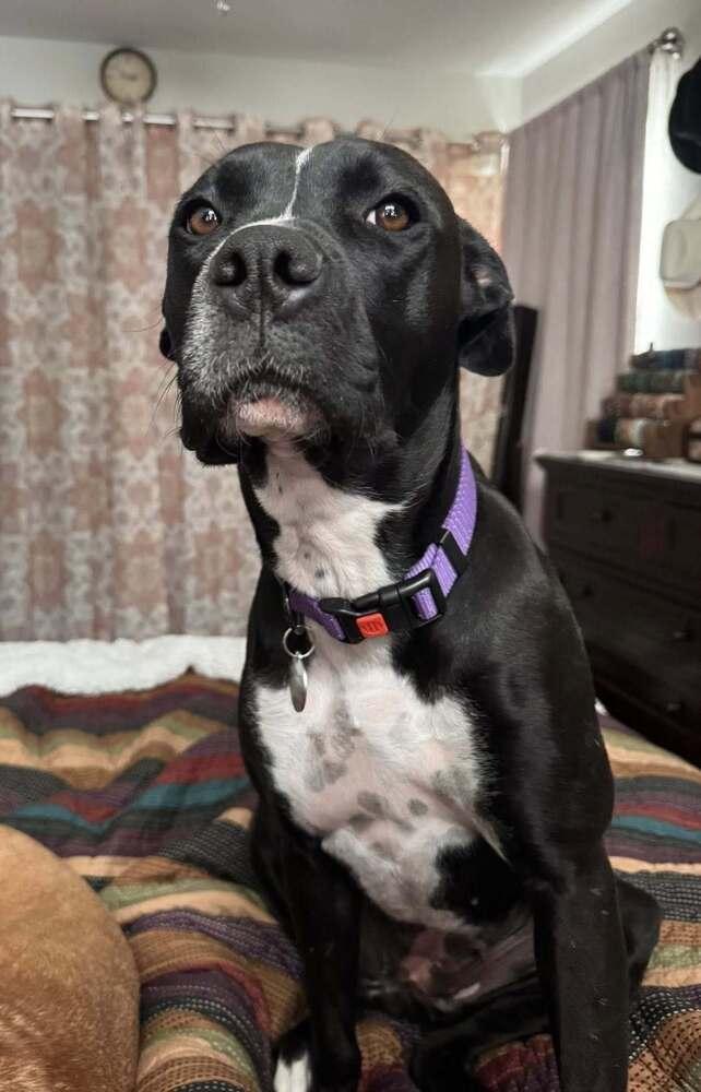 Enlarge Tigger, a Adoptable mixed breed in Denver, CO image 5/6