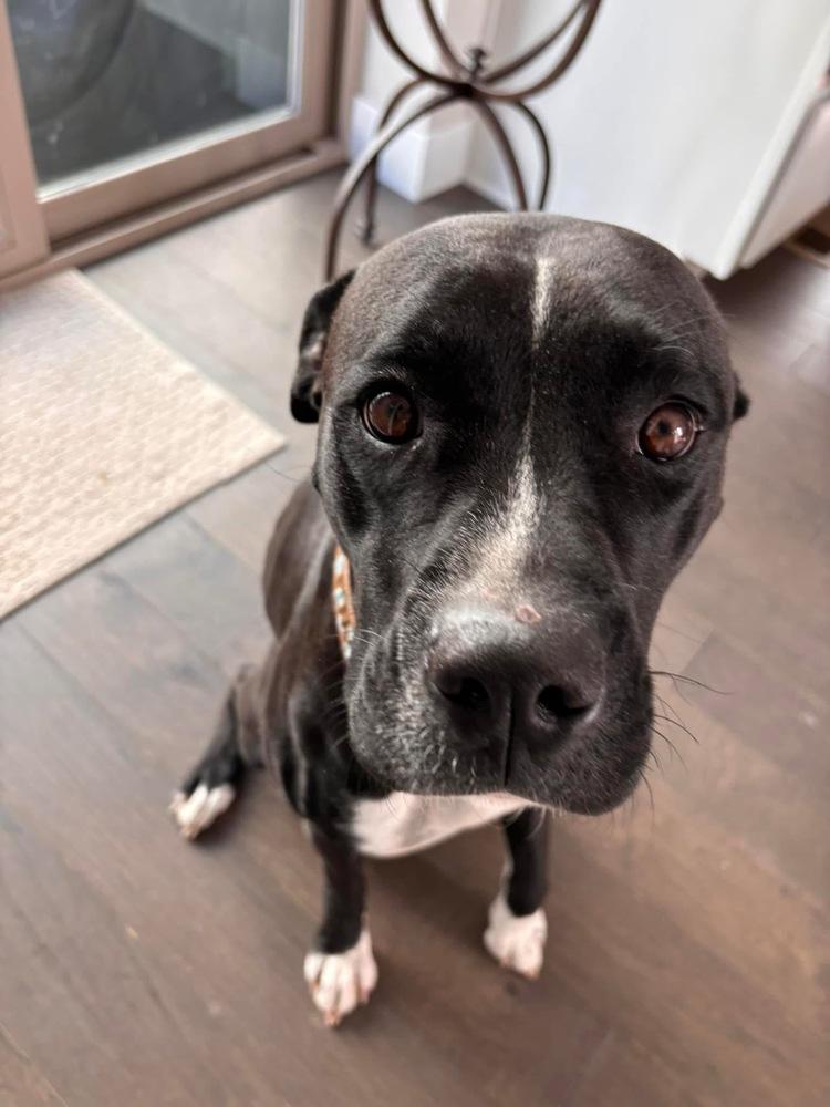 Enlarge Tigger, a Adoptable mixed breed in Denver, CO image 5/5