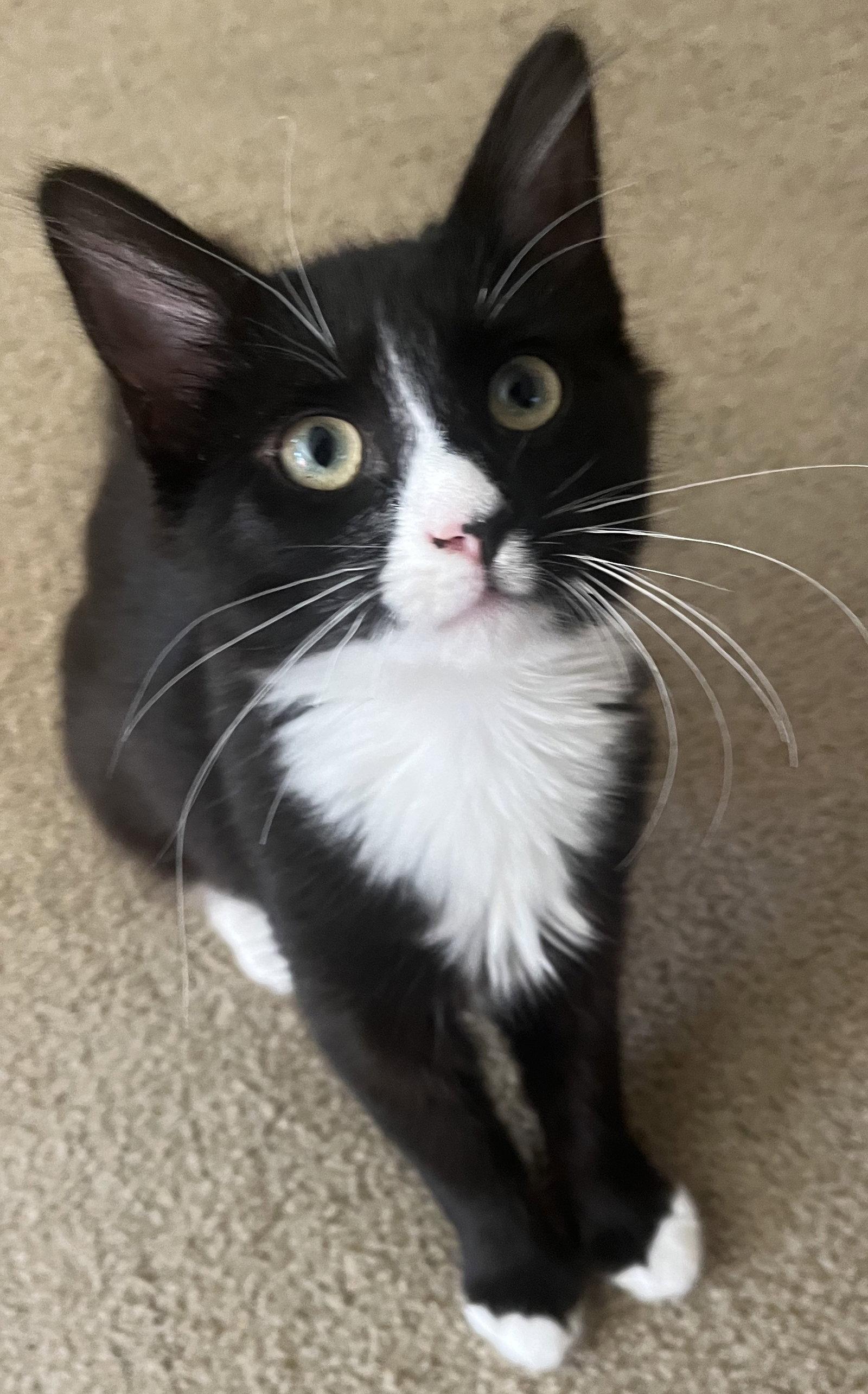 Minnie, Adoptable, Kitten Female Domestic Short Hair.