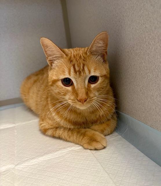 Buddy, ADOPTABLE, Adult Male Domestic Short Hair.