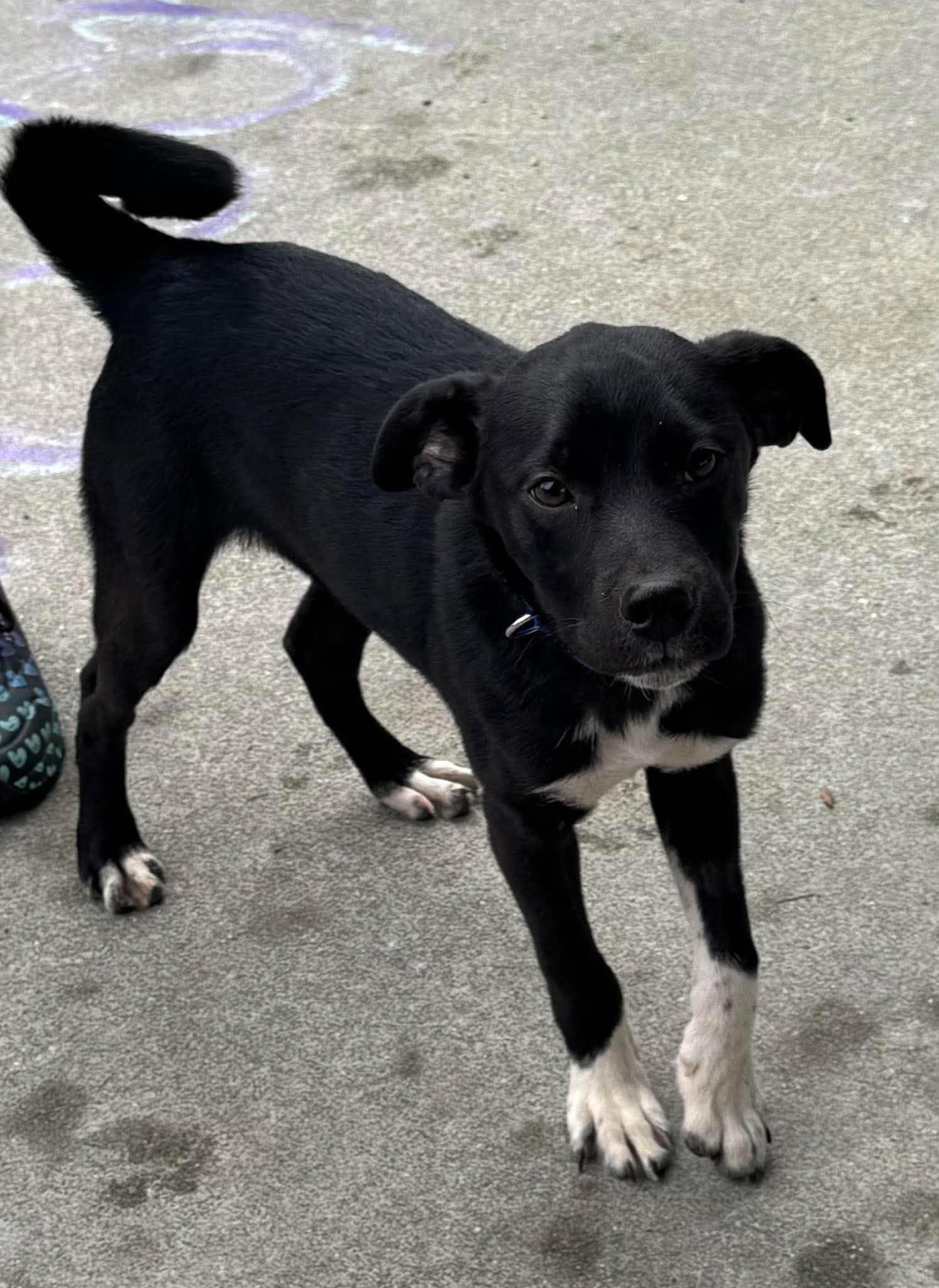 Enlarge Doogie, a Adoptable mixed breed in Anchorage, AK image 1/1