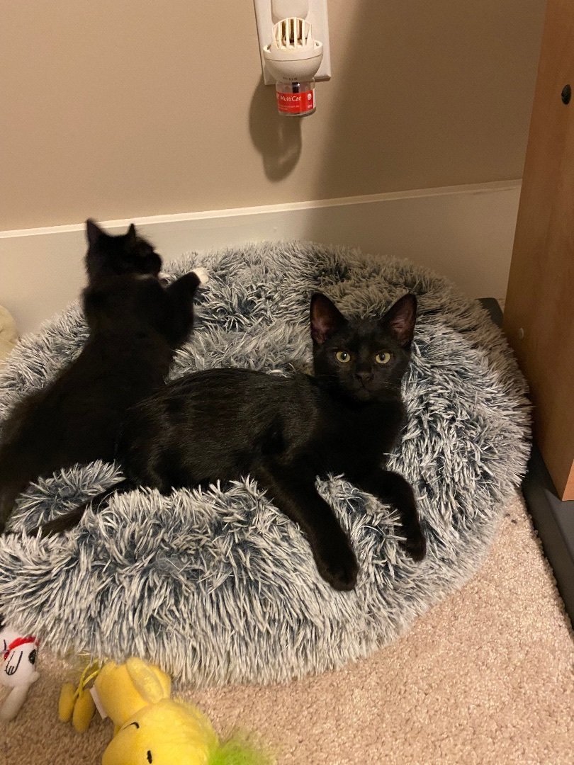 Tinsel, Adopted, Kitten Female Domestic Short Hair.