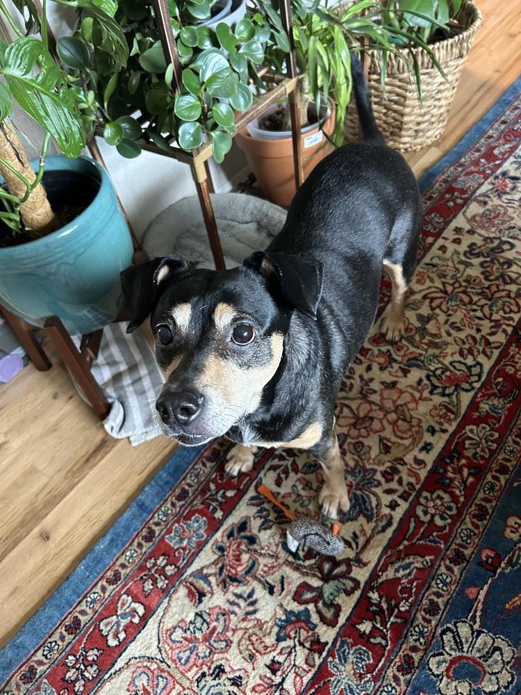 Gigi, Adoptable, Adult Female Beagle & Dachshund.