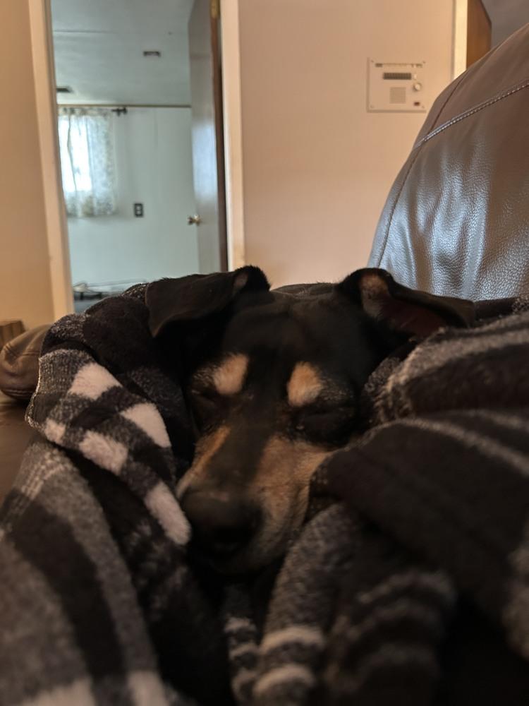 Gigi, a Adoptable mixed breed in Fort Lupton, CO image 2/3