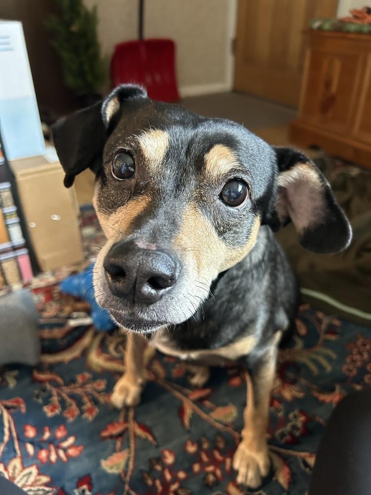 Gigi, a Adoptable mixed breed in Fort Lupton, CO image 3/3