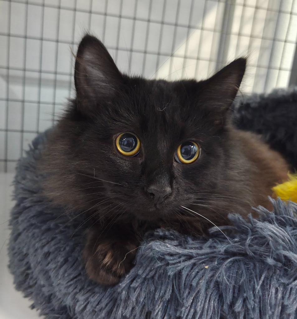 Cider, Adoptable, Young Male Domestic Short Hair.