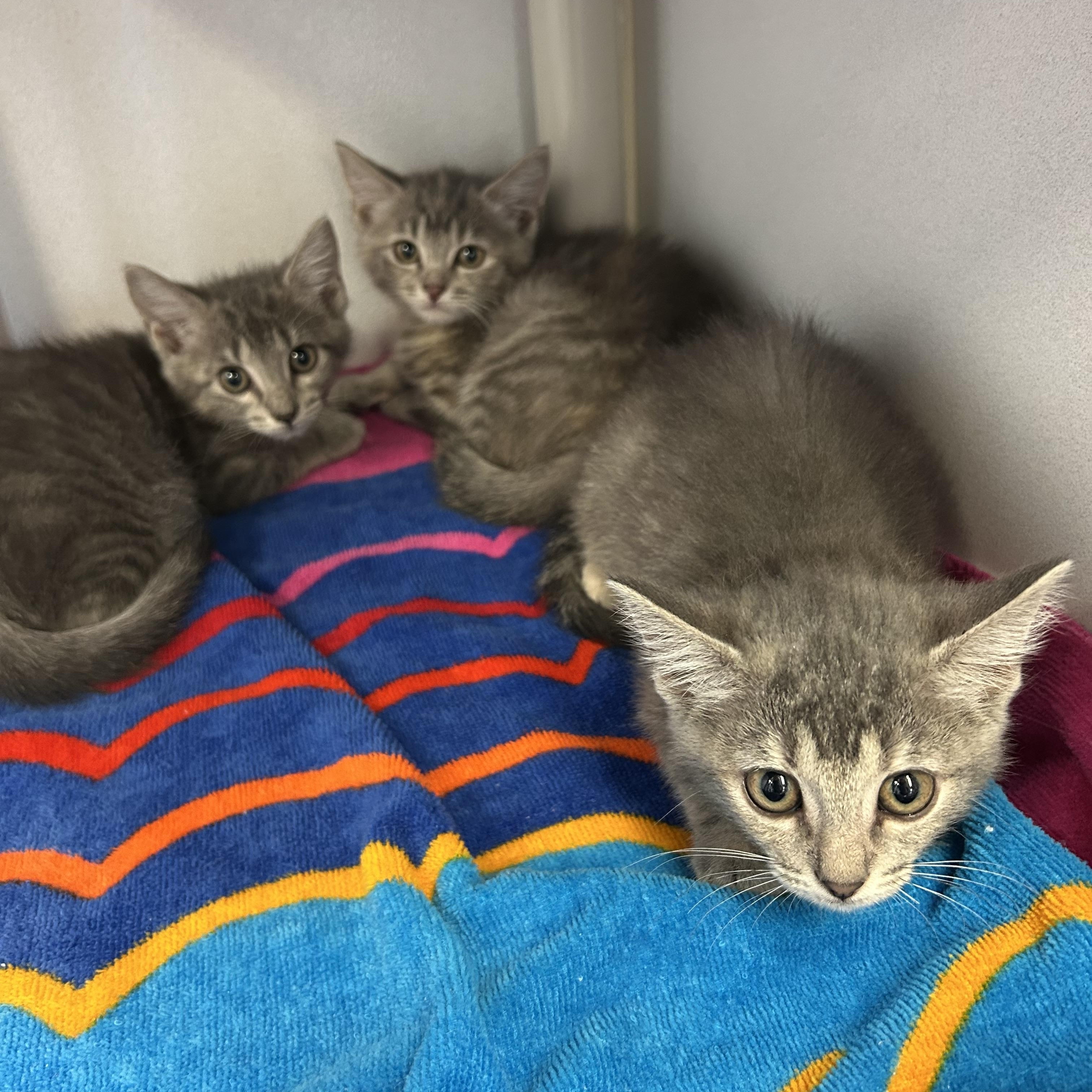 Tapioca, Taro, an adoptable Domestic Short Hair in Cibolo, TX_image-1