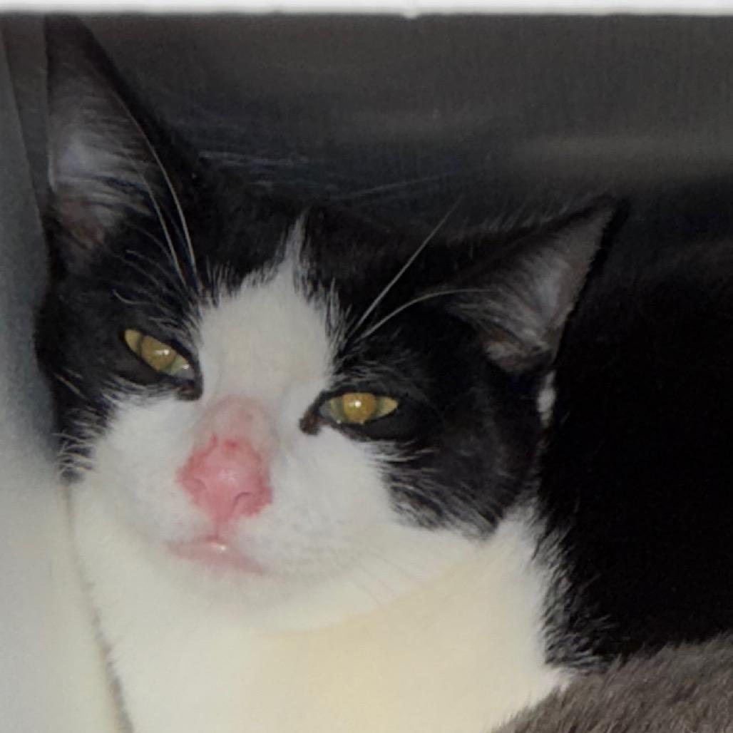 Pepper, Adoptable, Young Male Domestic Short Hair.