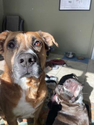 Enlarge Miles, a ADOPTABLE Mixed Breed in Westbrook, ME image 2/3