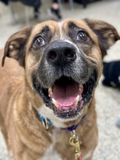 Miles, ADOPTABLE, Adult Male Mixed Breed.