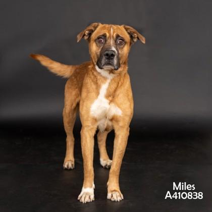 Enlarge Miles, a ADOPTABLE Mixed Breed in Westbrook, ME image 3/3